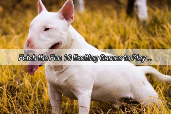 Fetch the Fun 10 Exciting Games to Play with Your Canine Companion